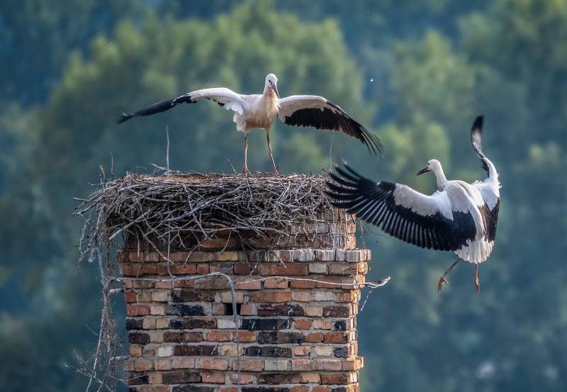 Professional Chimney Animal Removal Services in Chillum, Maryland