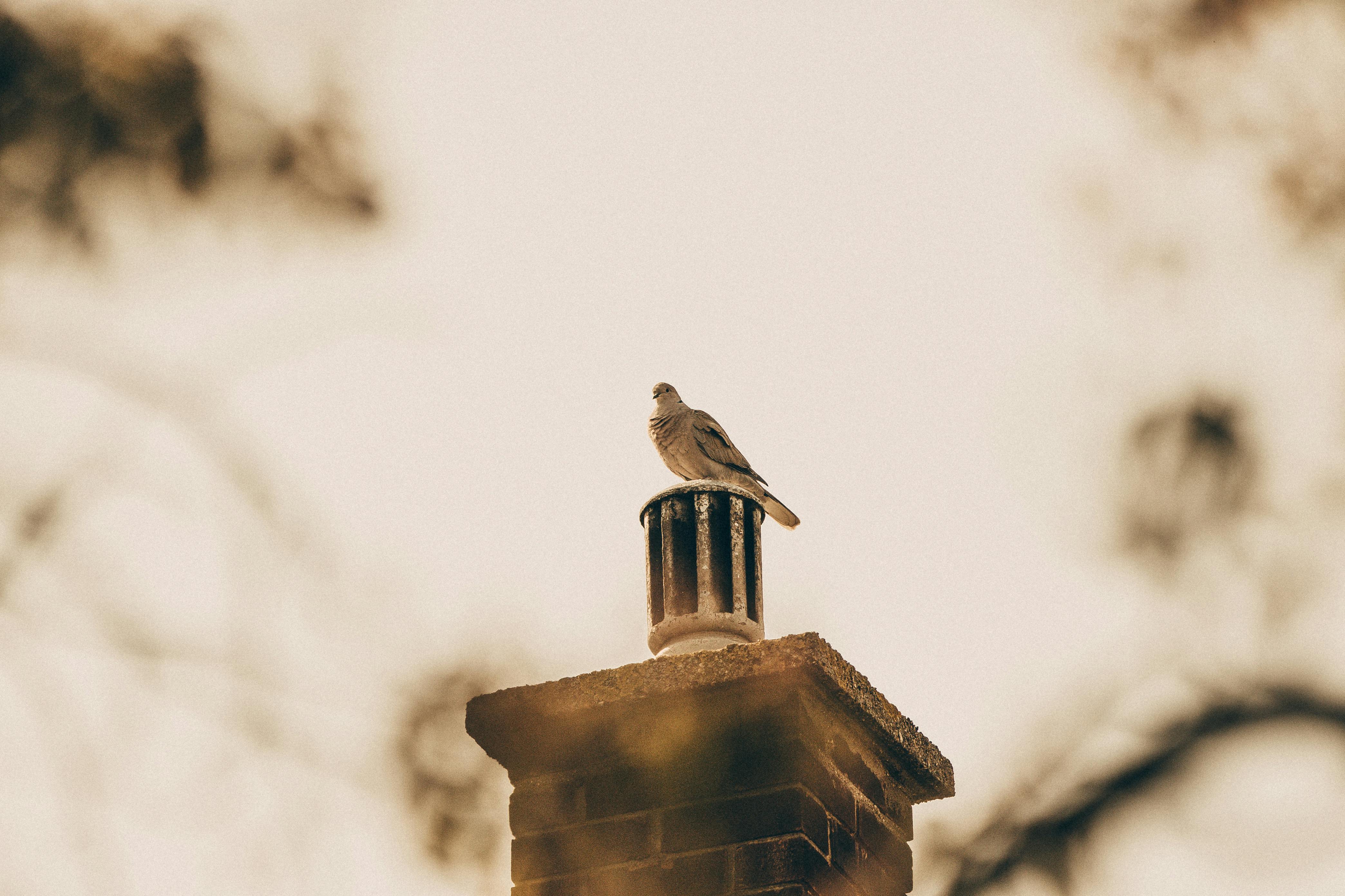 Professional Chimney Cap Installation Services in Chillum, MD Expert Chimney Cap Installation in Chillum, Maryland
